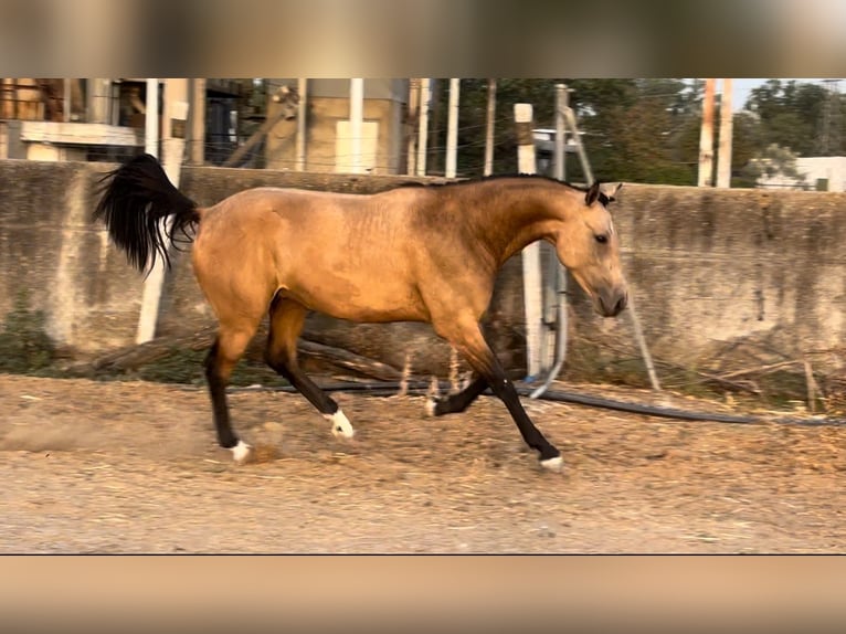 Caballo de deporte español Caballo castrado 2 años 162 cm Bayo in Tordesillas Caballo de deporte español Caballo castrado 2 años 162 cm Bayo in Tordesillas