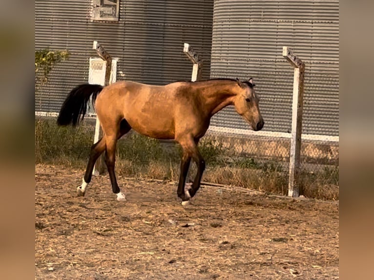 Caballo de deporte español Caballo castrado 2 años 162 cm Bayo in Tordesillas Caballo de deporte español Caballo castrado 2 años 162 cm Bayo in Tordesillas