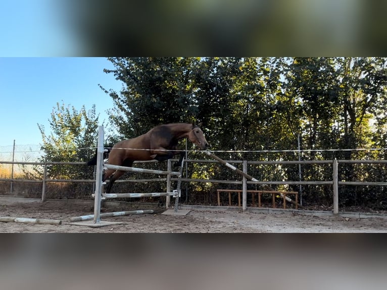 Caballo de deporte español Caballo castrado 2 años 162 cm Bayo in Tordesillas Caballo de deporte español Caballo castrado 2 años 162 cm Bayo in Tordesillas