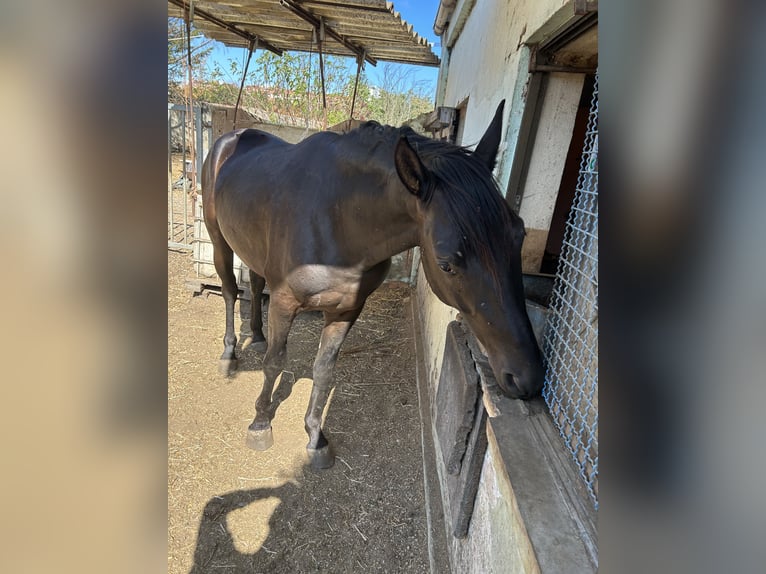 Caballo de deporte español Caballo castrado 3 años 161 cm Negro in Pamplona/Iruña Caballo de deporte español Caballo castrado 3 años 161 cm Negro in Pamplona/Iruña