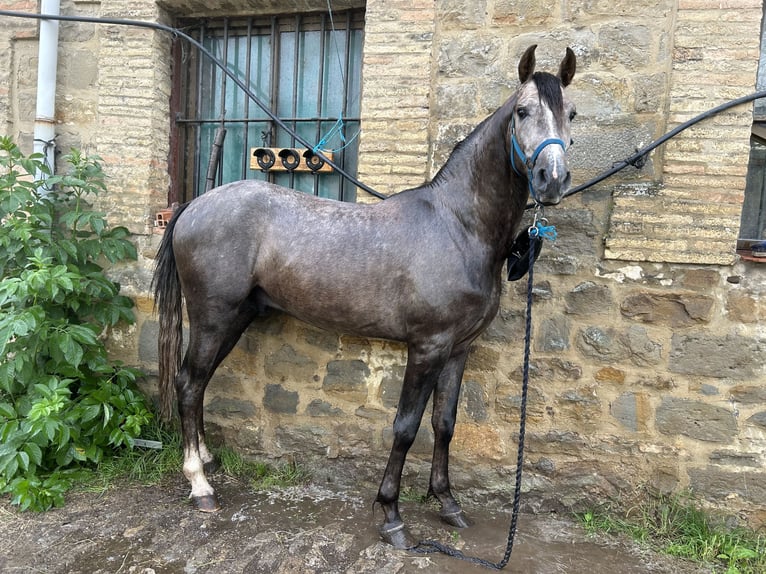 Caballo de deporte español Caballo castrado 3 años 161 cm Negro in Pamplona/Iruña Caballo de deporte español Caballo castrado 3 años 161 cm Negro in Pamplona/Iruña