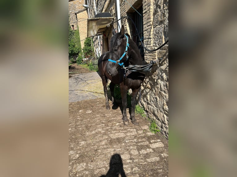 Caballo de deporte español Caballo castrado 3 años 161 cm Negro in Pamplona/Iruña Caballo de deporte español Caballo castrado 3 años 161 cm Negro in Pamplona/Iruña