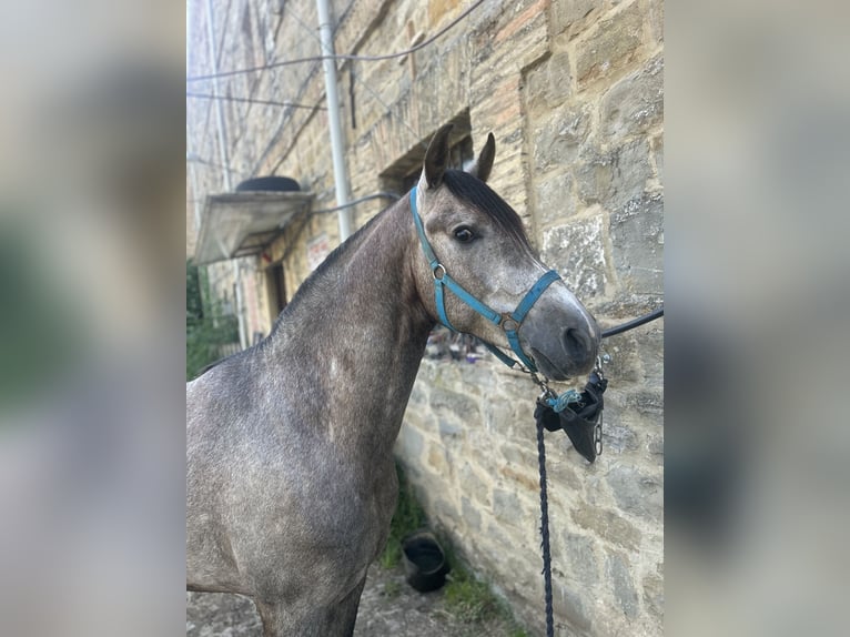 Caballo de deporte español Caballo castrado 3 años 161 cm Negro in Pamplona/Iruña Caballo de deporte español Caballo castrado 3 años 161 cm Negro in Pamplona/Iruña