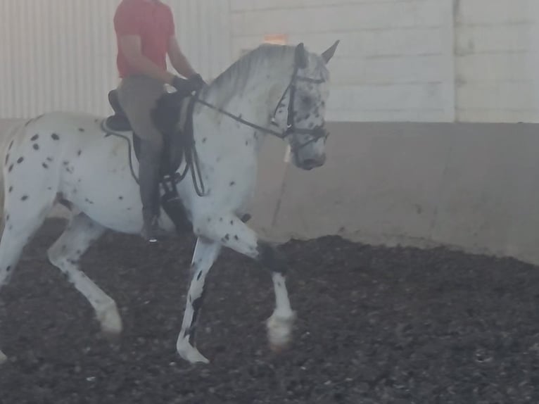 Caballo de deporte español Caballo castrado 3 años 164 cm Atigrado/Moteado in Coin