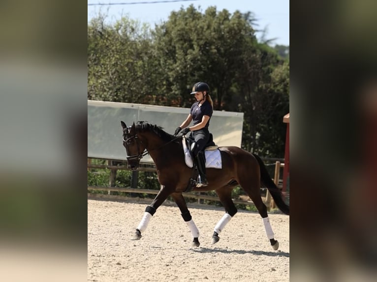 Caballo de deporte español Caballo castrado 3 años 168 cm Castaño oscuro in Ullastrell