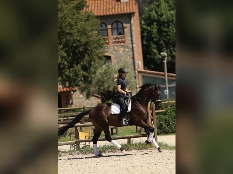 Caballo de deporte español Caballo castrado 3 años 168 cm Castaño oscuro in Ullastrell