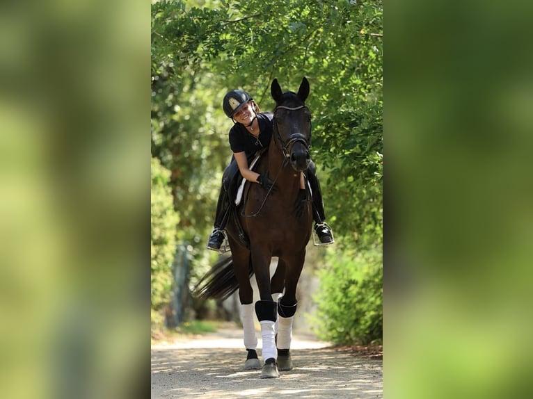 Caballo de deporte español Caballo castrado 3 años 168 cm Castaño oscuro in Ullastrell