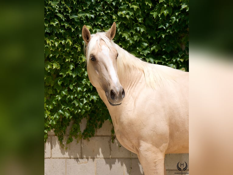 Caballo de deporte español Caballo castrado 3 años 168 cm Palomino in Navalperal De Pinares