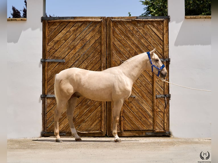 Caballo de deporte español Caballo castrado 3 años 168 cm Palomino in Navalperal De Pinares