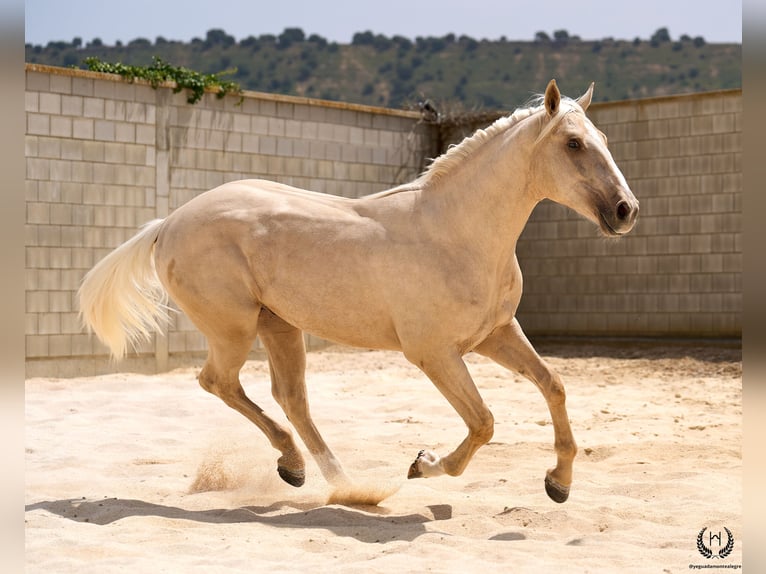 Caballo de deporte español Caballo castrado 3 años 168 cm Palomino in Navalperal De Pinares
