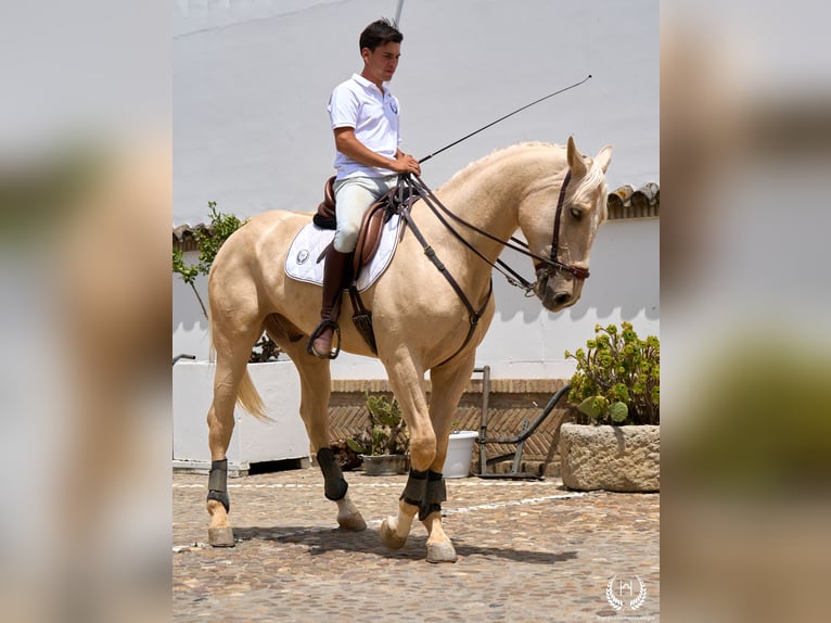 Caballo de deporte español Caballo castrado 3 años 169 cm Palomino in Navalperal De Pinares