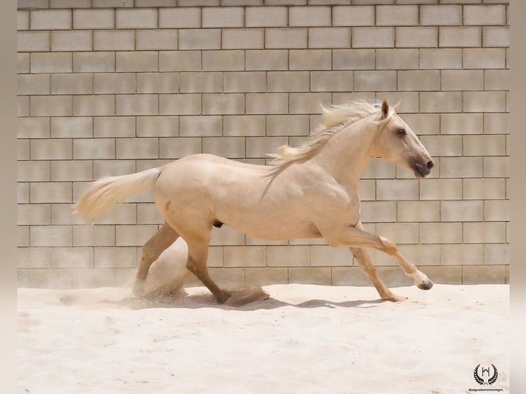 Caballo de deporte español Caballo castrado 3 años 169 cm Palomino in Navalperal De Pinares