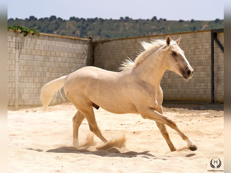 Caballo de deporte español Caballo castrado 3 años 169 cm Palomino in Navalperal De Pinares