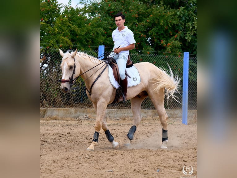Caballo de deporte español Caballo castrado 3 años 169 cm Palomino in Navalperal De Pinares