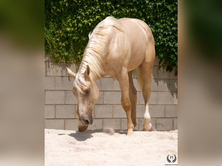 Caballo de deporte español Caballo castrado 3 años 169 cm Palomino in Navalperal De Pinares