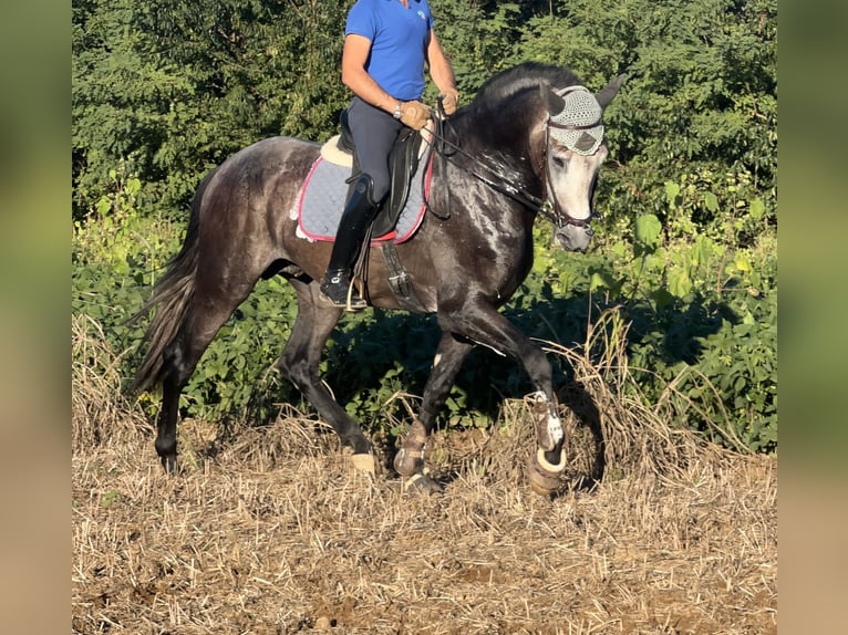 Caballo de deporte español Caballo castrado 3 años 172 cm Tordo in Luisago