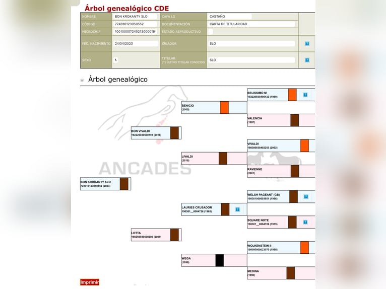 Caballo de deporte español Caballo castrado 3 años Castaño claro in Fuendetodos