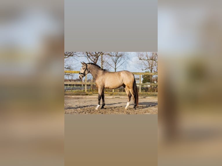 Caballo de deporte español Caballo castrado 4 años 154 cm Buckskin/Bayo in sm