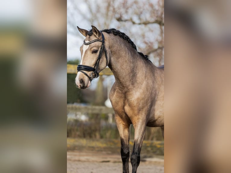 Caballo de deporte español Caballo castrado 4 años 154 cm Buckskin/Bayo in sm