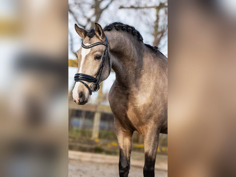 Caballo de deporte español Caballo castrado 4 años 154 cm Buckskin/Bayo in sm