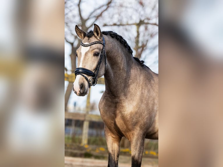 Caballo de deporte español Caballo castrado 4 años 154 cm Buckskin/Bayo in sm