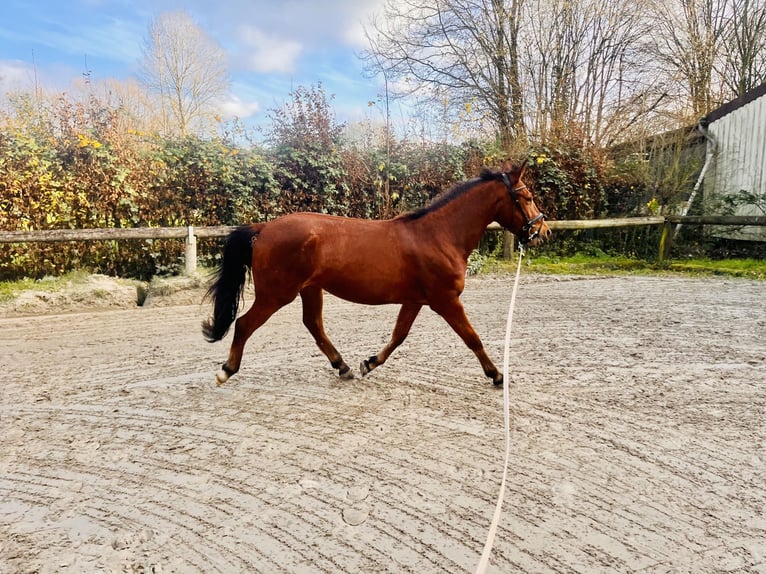 Caballo de deporte español Caballo castrado 4 años 155 cm Castaño in DortmundDortmund