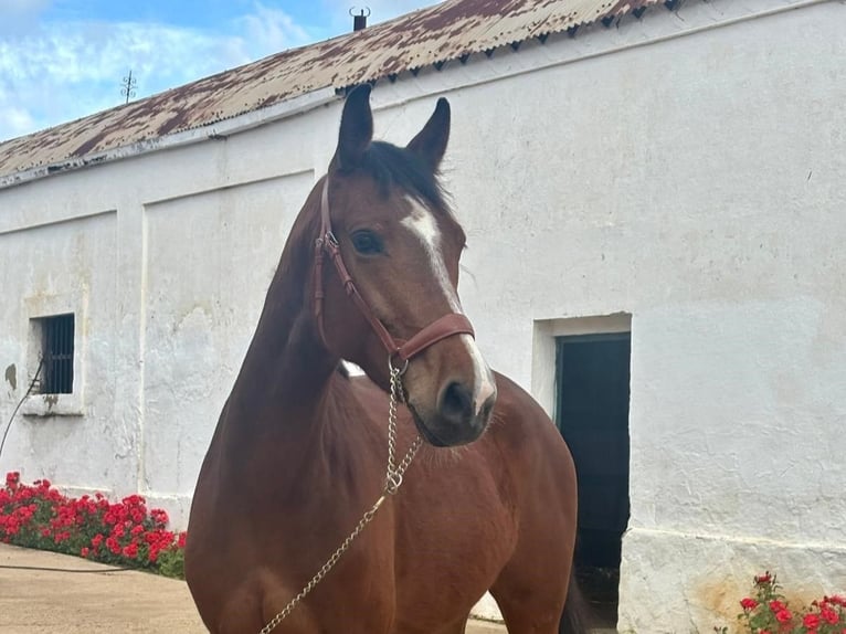 Caballo de deporte español Caballo castrado 4 años 158 cm Castaño in Jerez De La Frontera