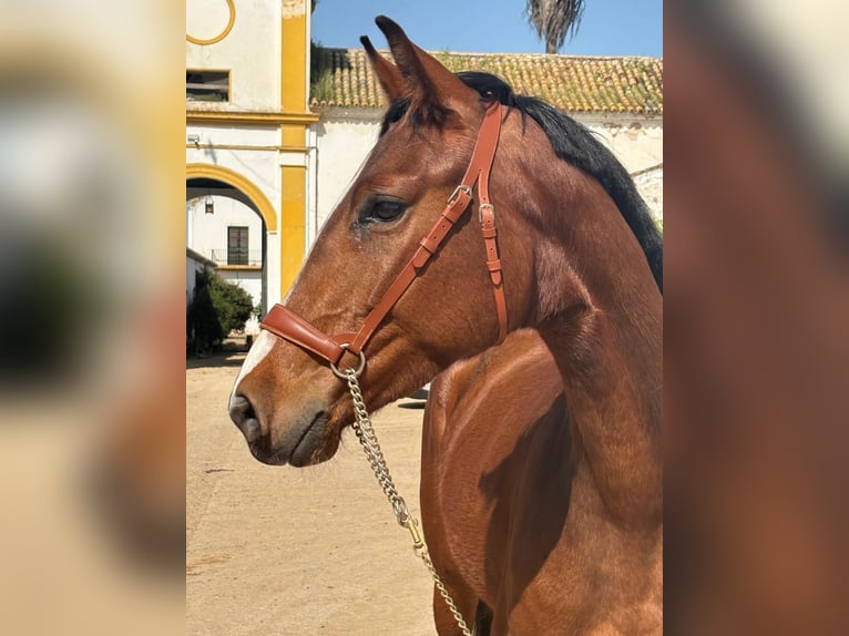 Caballo de deporte español Caballo castrado 4 años 158 cm Castaño in Jerez De La Frontera