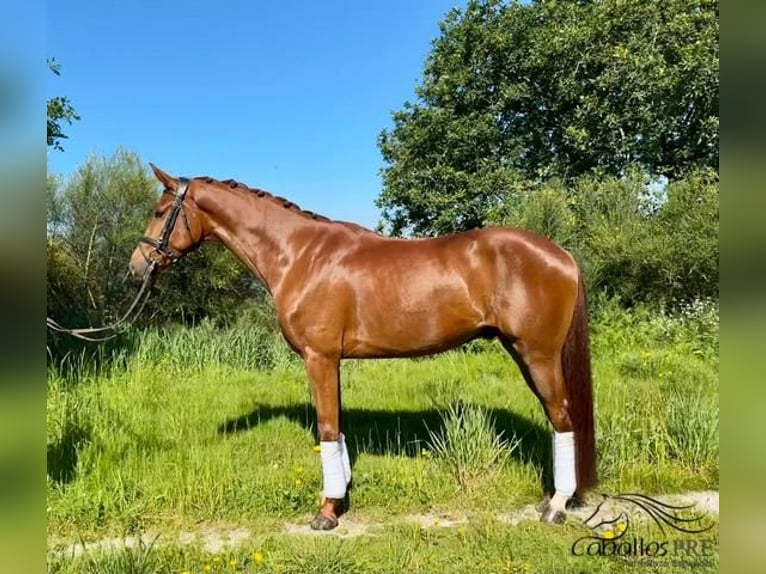 Caballo de deporte español Caballo castrado 4 años 159 cm Alazán in Galicien