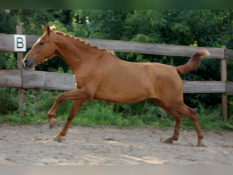 Caballo de deporte español Caballo castrado 4 años 160 cm Alazán in Eickhof