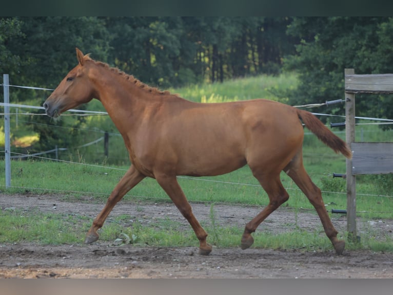 Caballo de deporte español Caballo castrado 4 años 160 cm Alazán in Eickhof