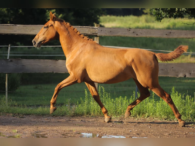 Caballo de deporte español Caballo castrado 4 años 160 cm Alazán in Eickhof