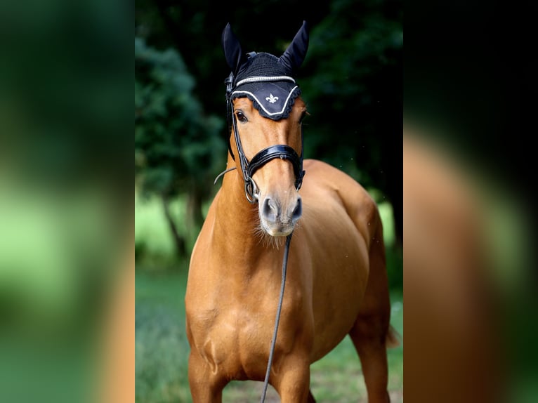 Caballo de deporte español Caballo castrado 4 años 160 cm Alazán in Eickhof