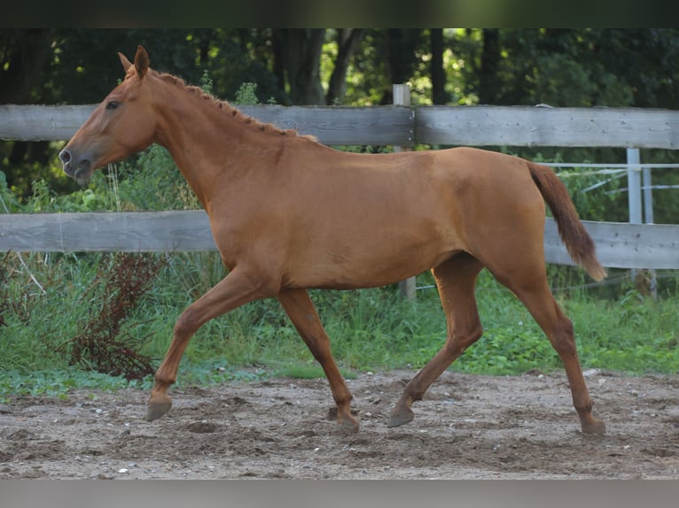 Caballo de deporte español Caballo castrado 4 años 160 cm Alazán in Eickhof