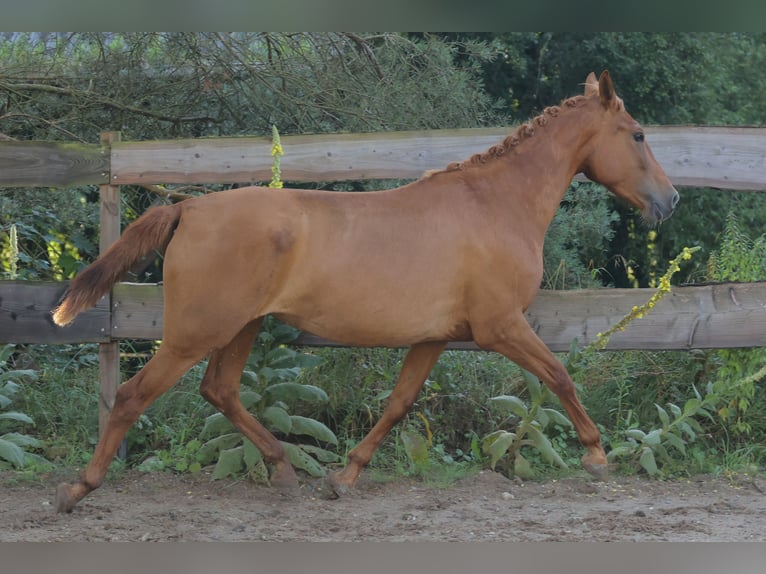 Caballo de deporte español Caballo castrado 4 años 160 cm Alazán in Eickhof