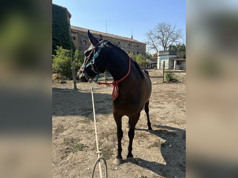 Caballo de deporte español Caballo castrado 4 años 161 cm Negro in Pamplona/Iruña