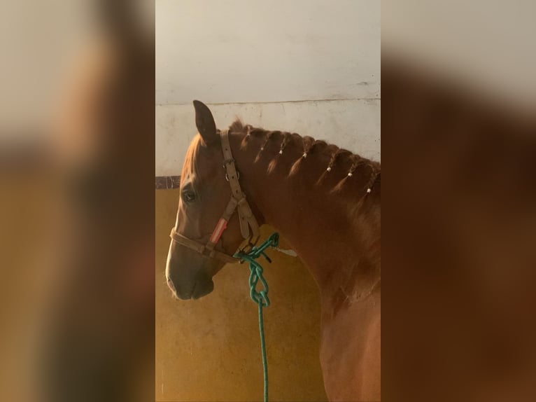 Caballo de deporte español Caballo castrado 4 años 162 cm Alazán in Sanlucar La Mayor