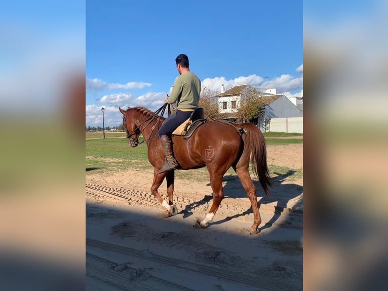 Caballo de deporte español Caballo castrado 4 años 163 cm Alazán in El Rocio