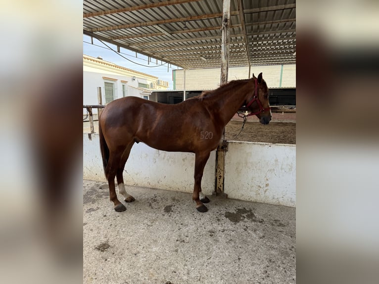 Caballo de deporte español Caballo castrado 4 años 163 cm Alazán in El Rocio