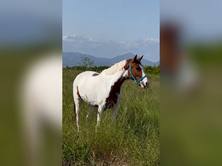 Caballo de deporte español Caballo castrado 4 años 164 cm  in Villamarchante
