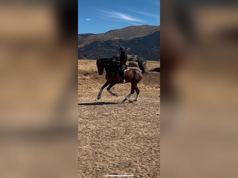 Caballo de deporte español Caballo castrado 4 años 165 cm Castaño in Toledo