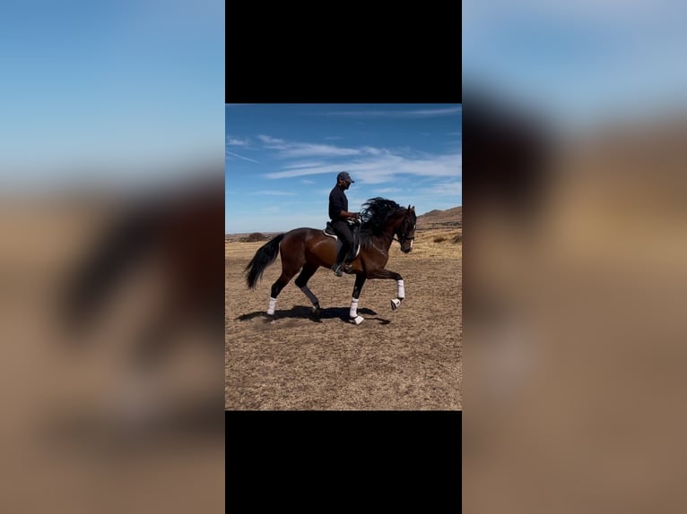 Caballo de deporte español Caballo castrado 4 años 165 cm Castaño in Toledo