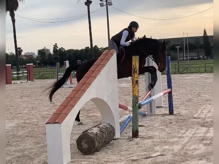 Caballo de deporte español Caballo castrado 4 años 165 cm Castaño in Jerez De La Frontera