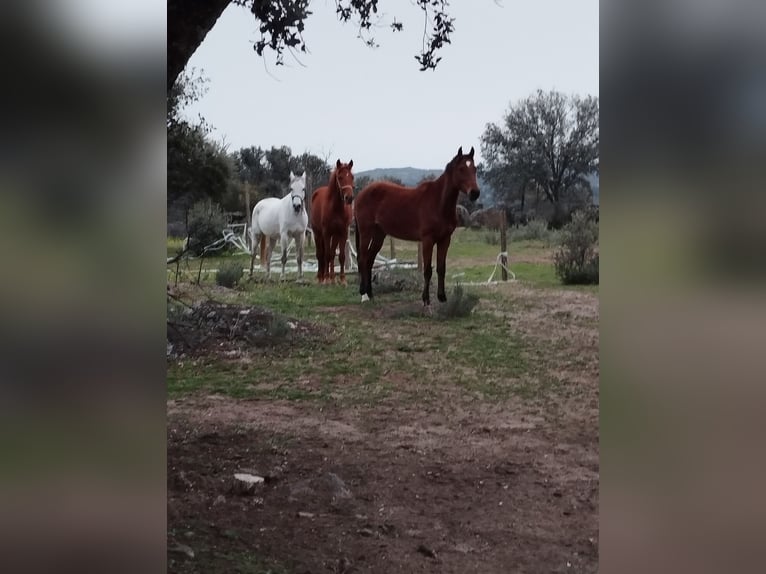 Caballo de deporte español Caballo castrado 4 años 165 cm Castaño oscuro in Valdemorillo