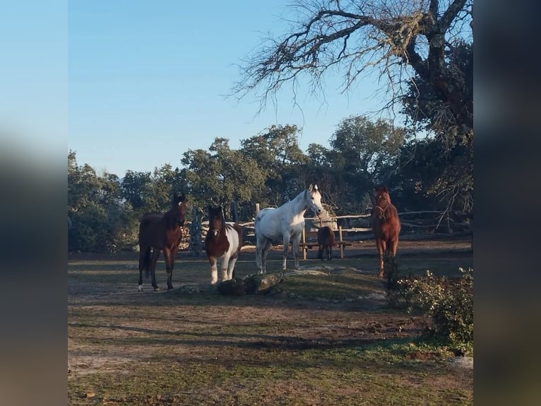 Caballo de deporte español Caballo castrado 4 años 165 cm Castaño oscuro in Valdemorillo