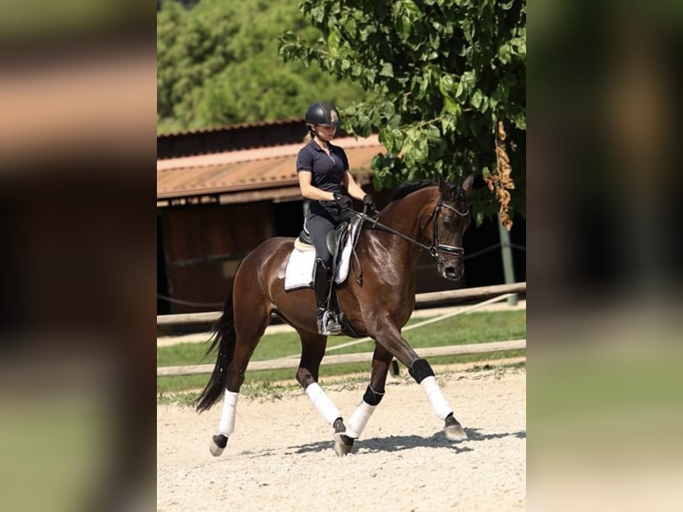 Caballo de deporte español Caballo castrado 4 años 168 cm Castaño oscuro in Ullastrell