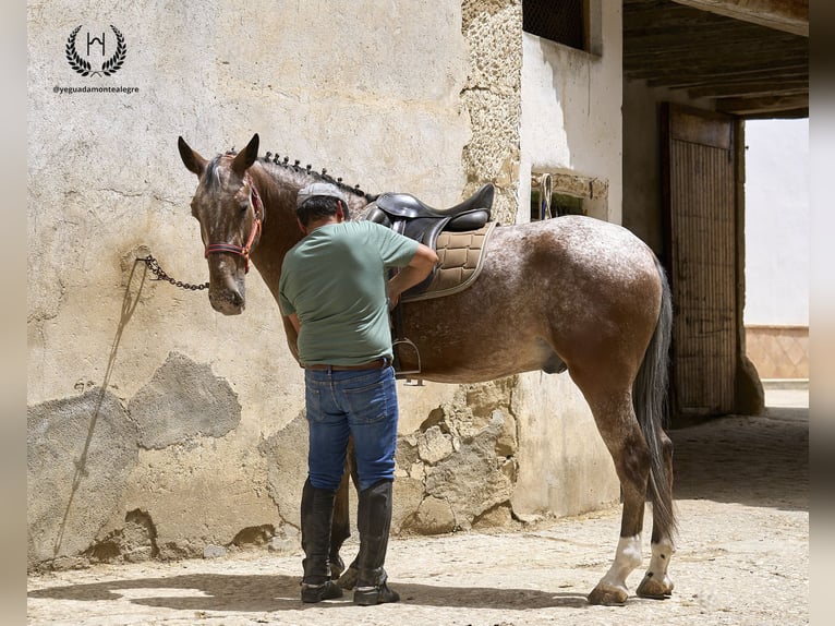 Caballo de deporte español Caballo castrado 4 años 170 cm Atigrado/Moteado in Navalperal De Pinares