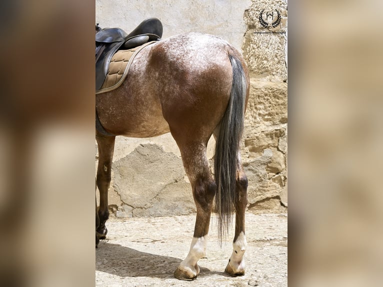 Caballo de deporte español Caballo castrado 4 años 170 cm Atigrado/Moteado in Navalperal De Pinares