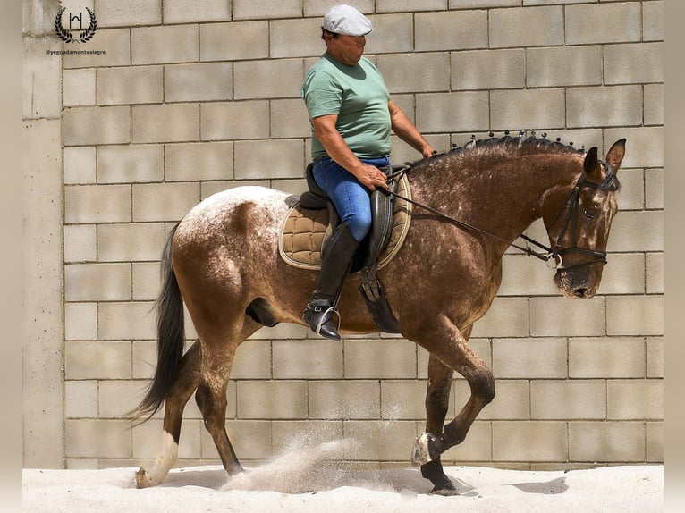 Caballo de deporte español Caballo castrado 4 años 170 cm Atigrado/Moteado in Navalperal De Pinares