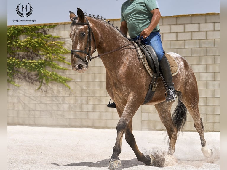 Caballo de deporte español Caballo castrado 4 años 170 cm Atigrado/Moteado in Navalperal De Pinares